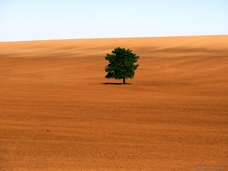 Esperanza, árbol en desierto | koakura